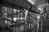 la specola 8-2017 1323